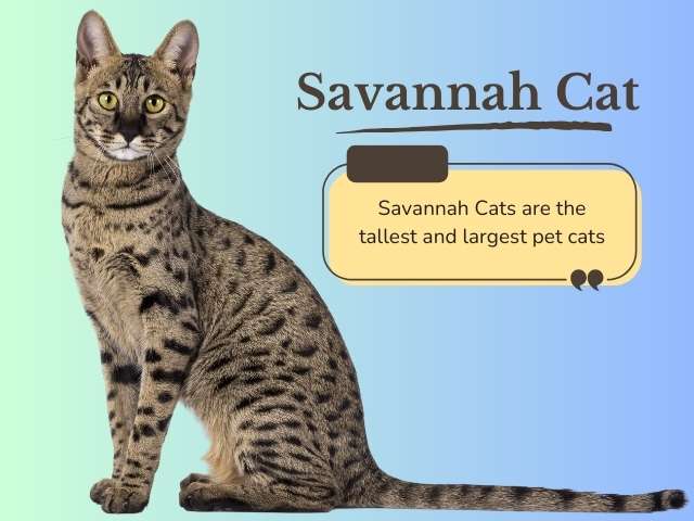 Savannah cat fact