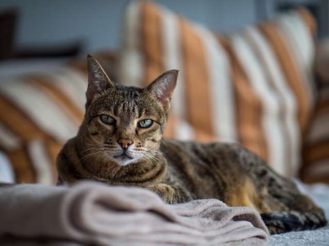 Savannah cat resting at sofa