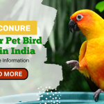 Sun Conure Popular Pet Bird Price in India | Complete Information