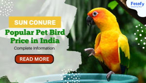 Sun Conure Popular Pet Bird Price in India | Complete Information