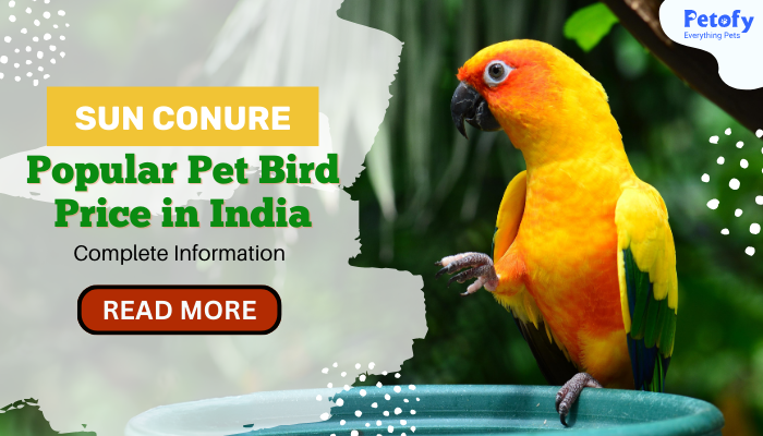Sun Conure Popular Pet Bird Price in India | Complete Information