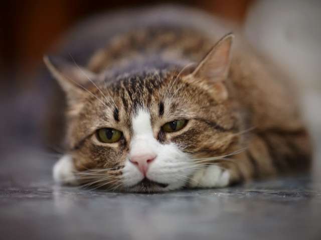 Sad face cat