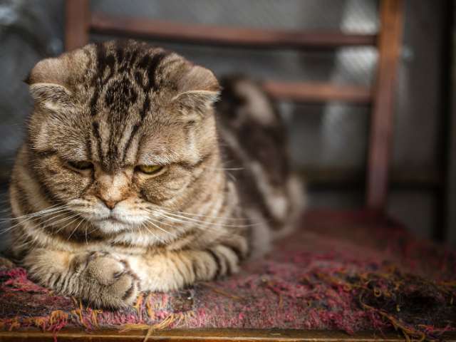 cat getting sad after feeling cold