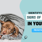 Identifying the Signs of a Cold in Your Dogs And Cats 