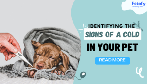 Identifying the Signs of a Cold in Your Dogs And Cats