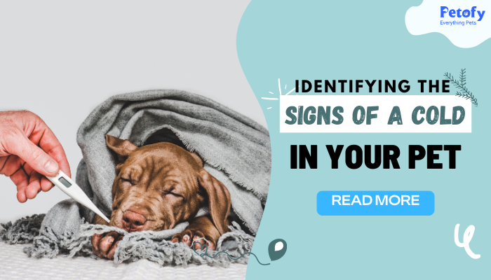 Identifying the Signs of a Cold in Your Dogs And Cats 