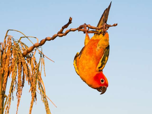 A sun conure hang upside down on a tree branch