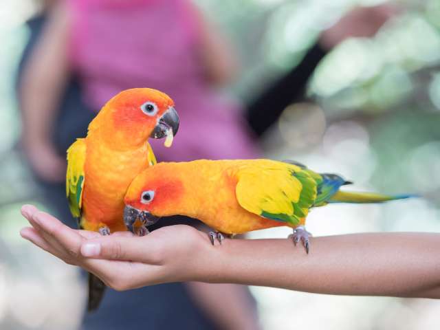 A human hand holding 2 sun conure parrot bird
