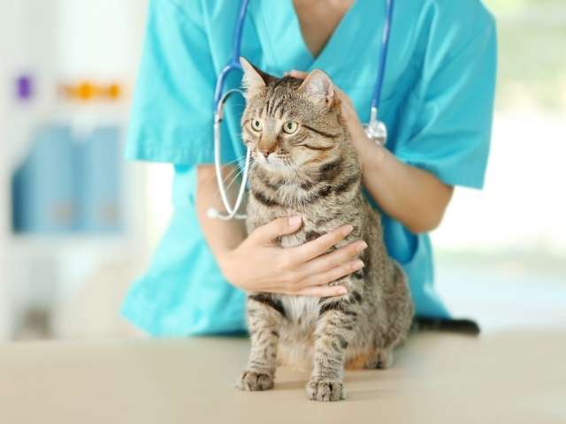 savannah cat with vet in clinic