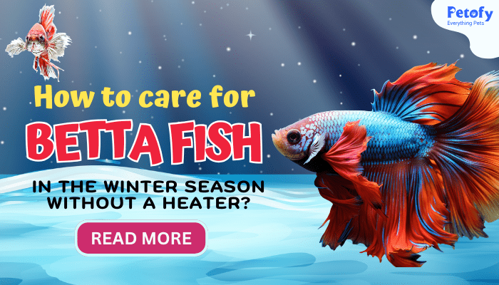 How to Care for Betta Fish in the Winter Season Without a Heater