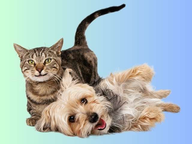 savannah cat having fun with dog