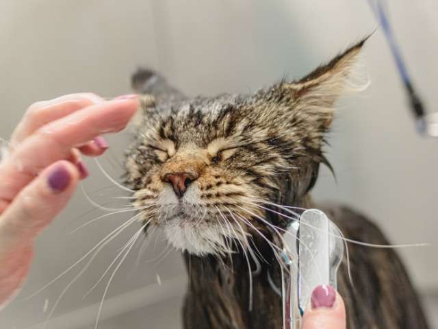 savannah cat taking bath