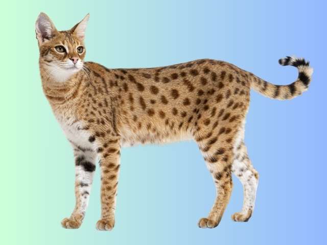 side view of savannah F1 cat, is a hybrid cat cross between several and a domestic cat, isolated on white.