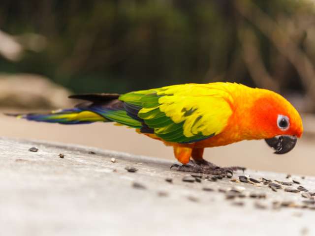 Sun conure eating something