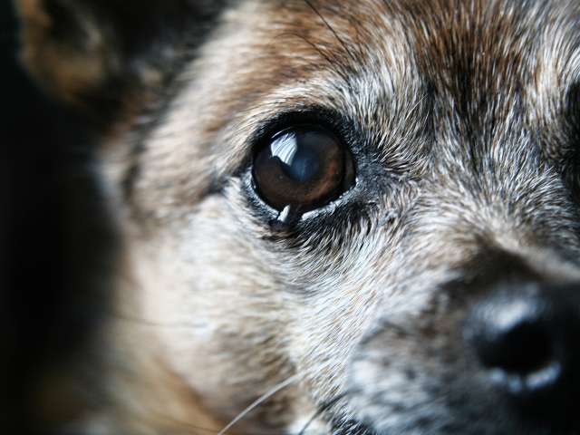 Sad Face Dog
