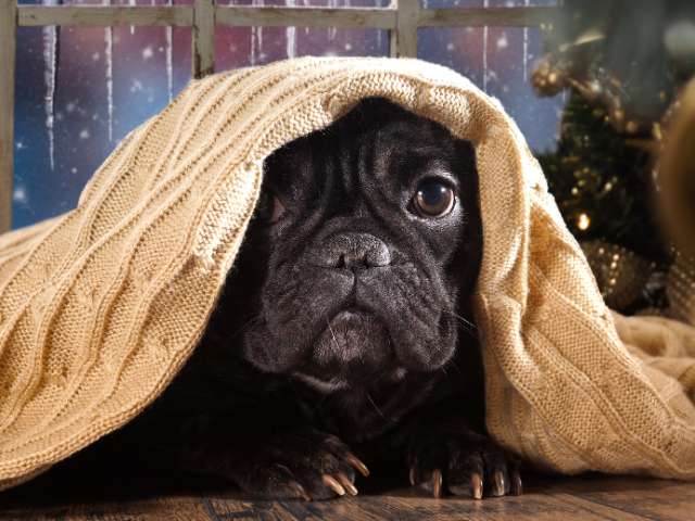 Dog feeling cold