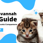 The Savannah Cat Guide – Graceful and Exotic Companions
