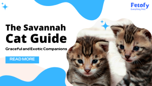 The Savannah Cat Guide – Graceful and Exotic Companions