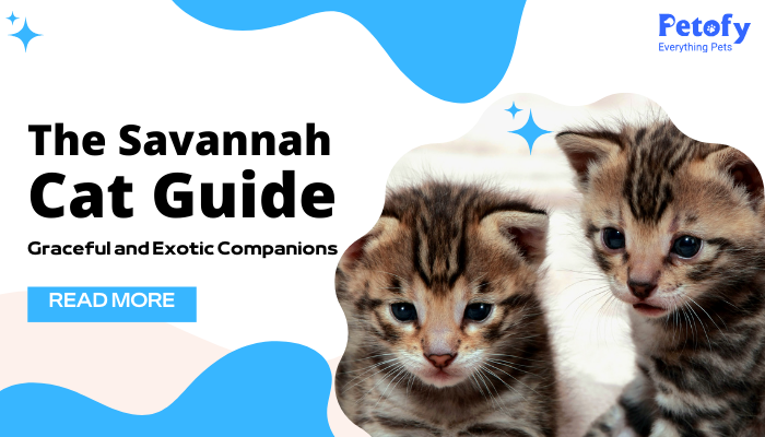 The Savannah Cat Guide – Graceful and Exotic Companions