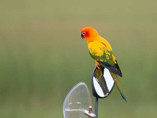 Sun conure sitting on a bike right side mirror