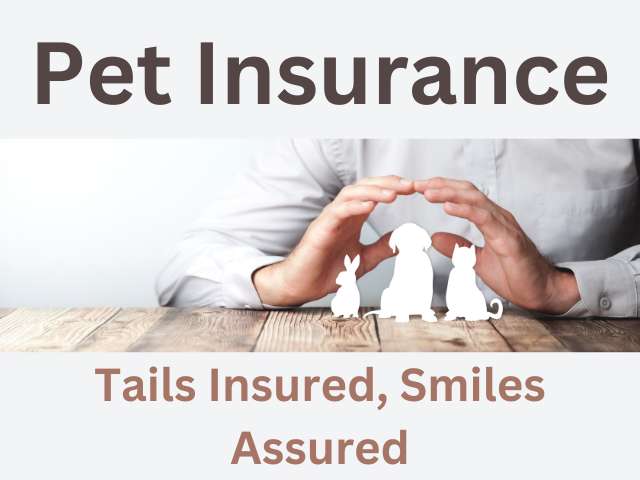 Pet Insurance graphic