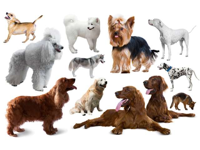 Dog Breeds