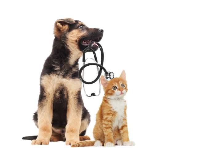 Dog And cat playing vet